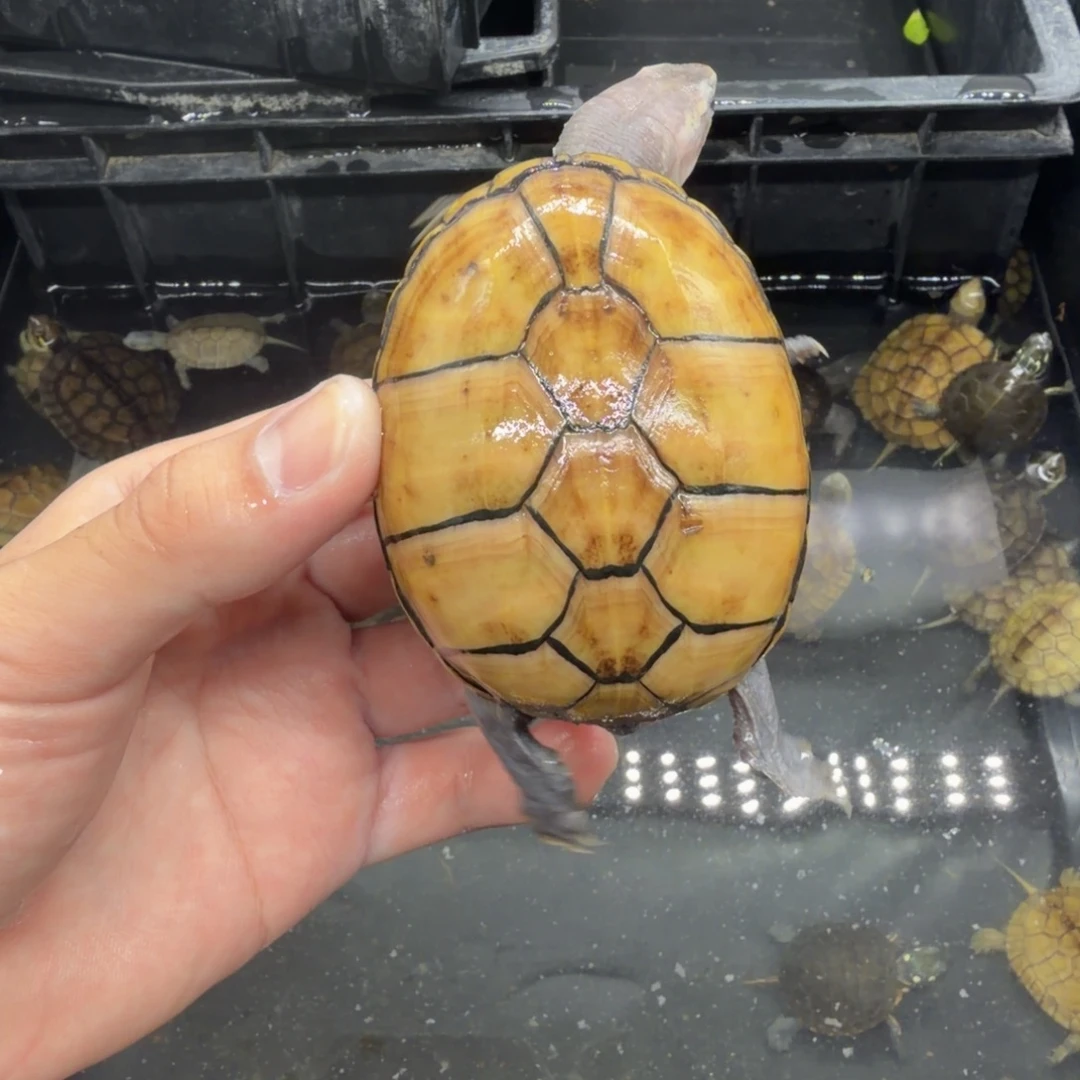 宠物龟不分公母头盔
