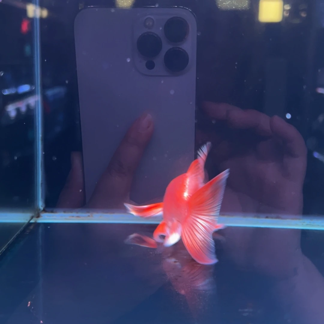 海水鱼黄蝴蝶鲤11