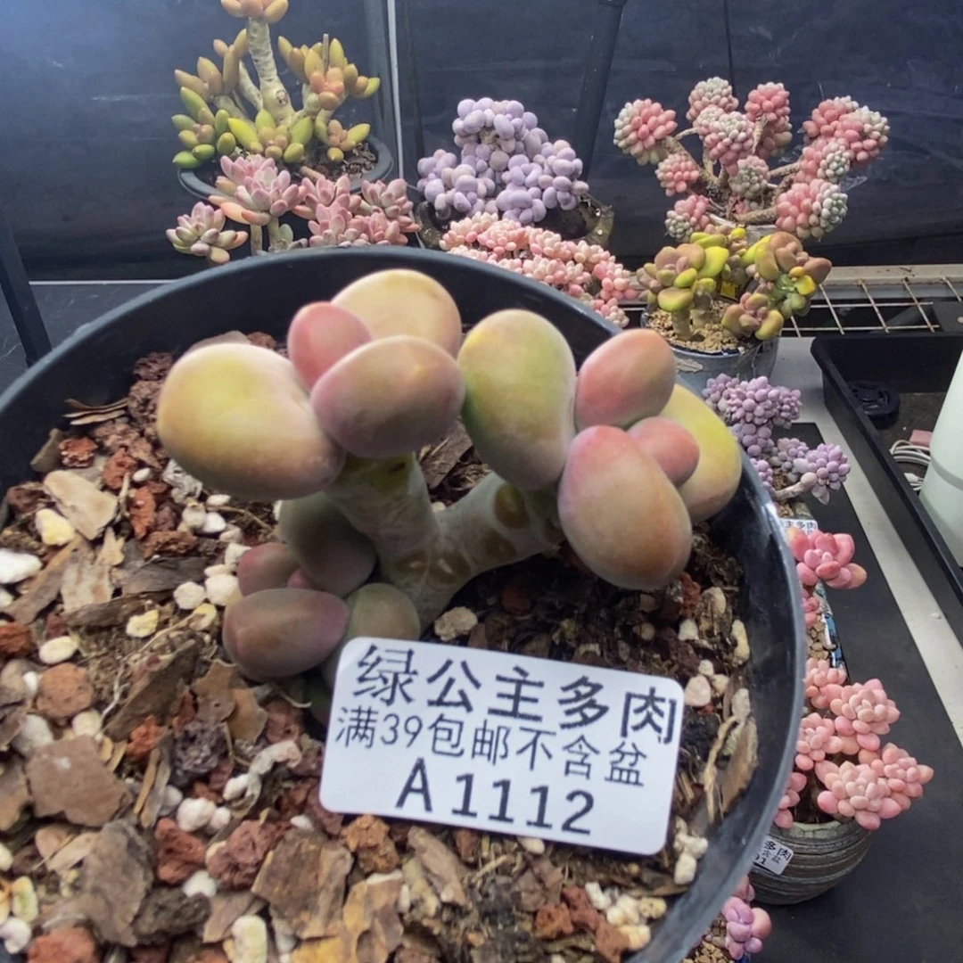 112芒果奶kk奶多肉5c m