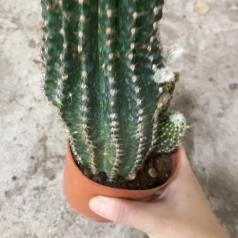 白花，金刚，高10-20公分左右