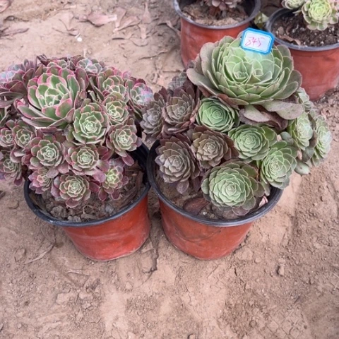 845多肉植物组合，