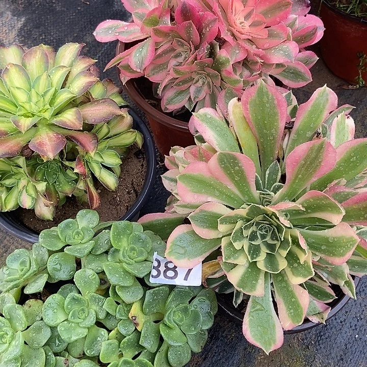 四科多肉特价887多肉不包断