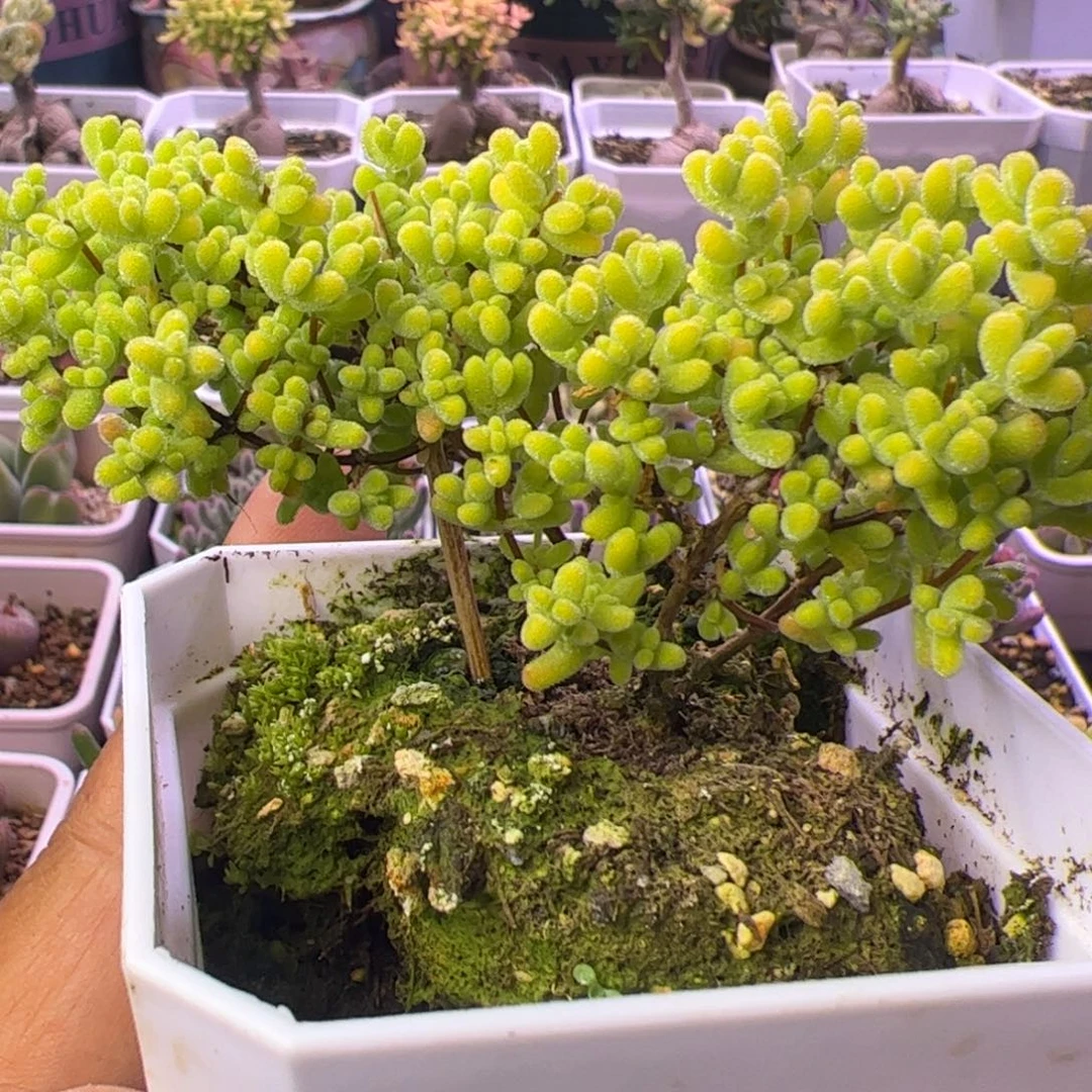 多肉植物枝干黄金莱斯