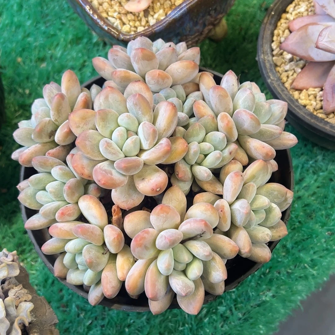 手捧香水，，，，，，，，，，，