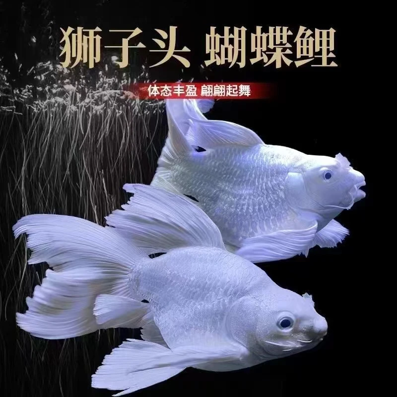 纯种台系蝴蝶白短球观赏鱼淡水好养耐活混养16-18公分