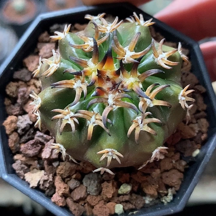 孤品实生优选短豪刺猫爪圆盘玉4.5cm