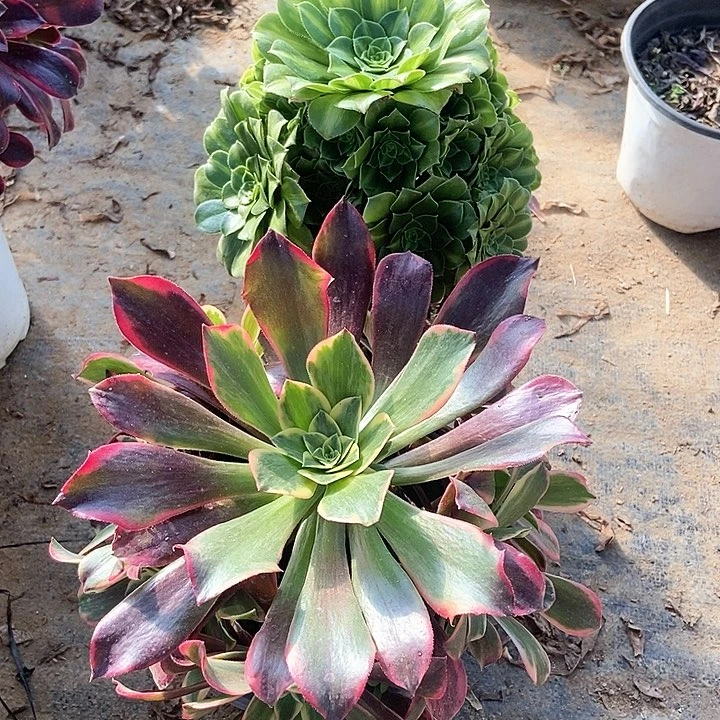 两个多肉特价不包断