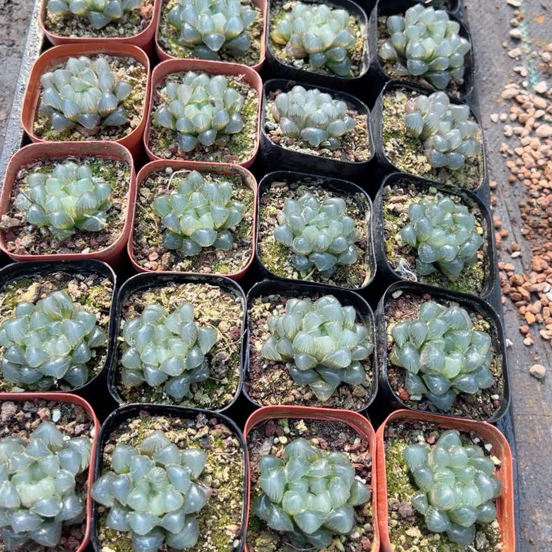 梦幻玉露多肉植物一颗