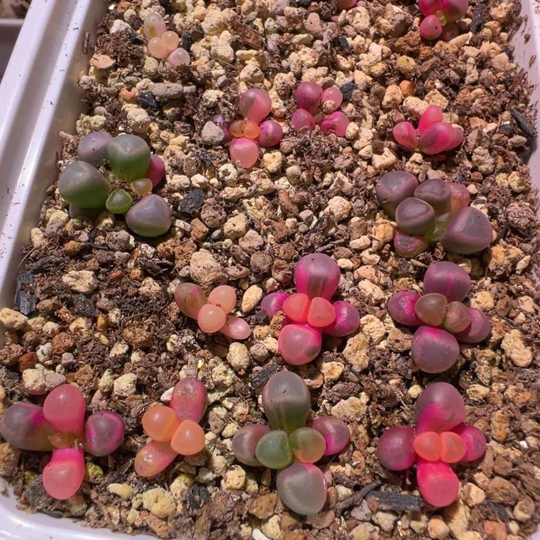 3颗五十铃玉锦一物一拍