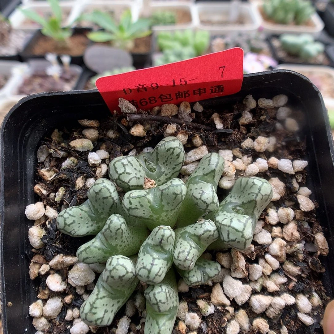 9-15-7 春传一群 150