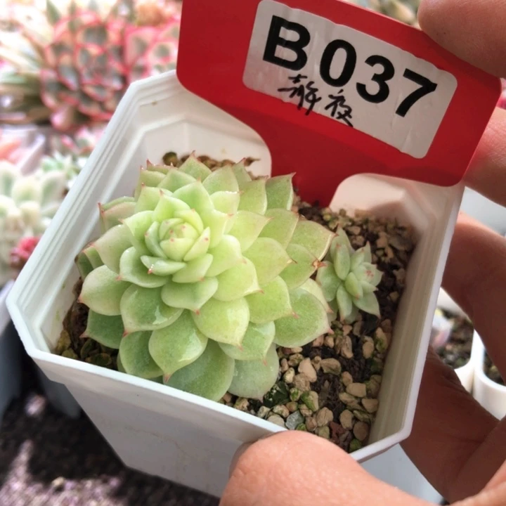 静夜覆轮锦有根有