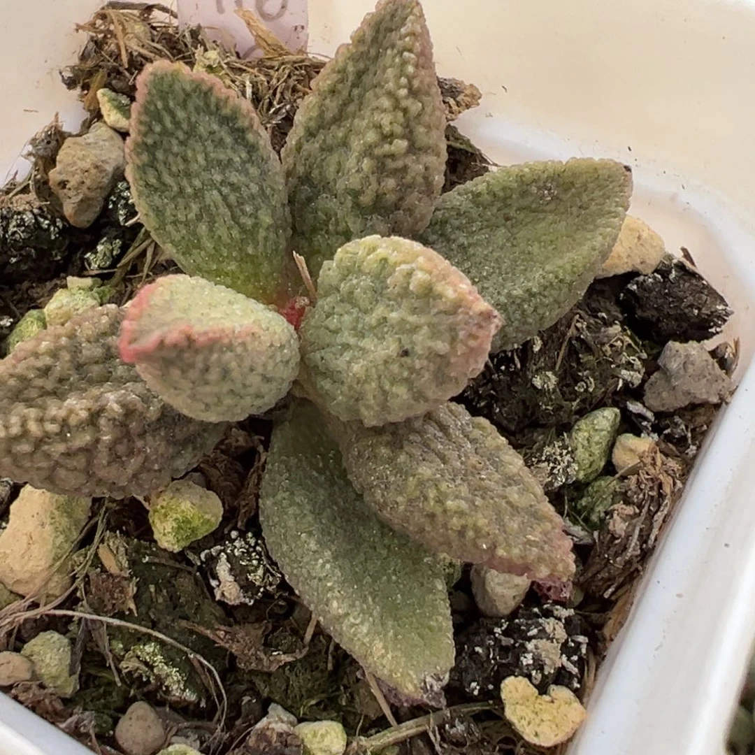 释迦草莓糖单头纯木质桩多肉植物