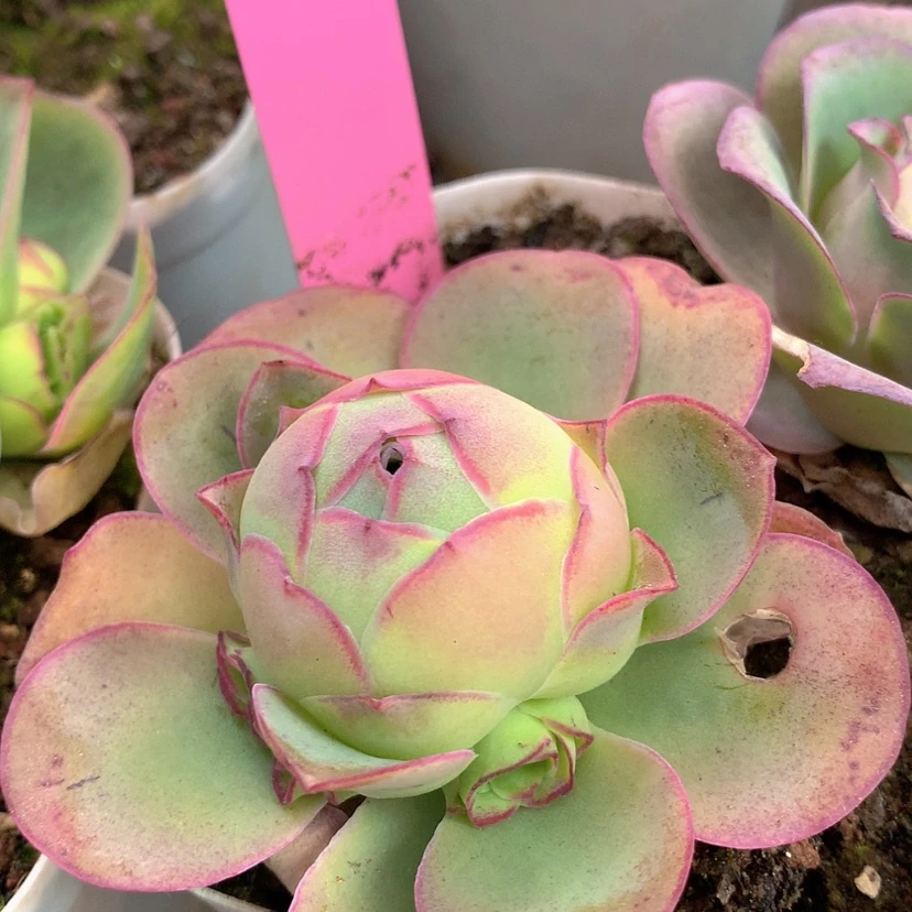 【闪购商品】yjj341冰雪后裔