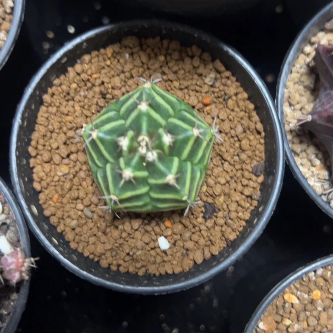 实生五棱米哈带盆土发货2