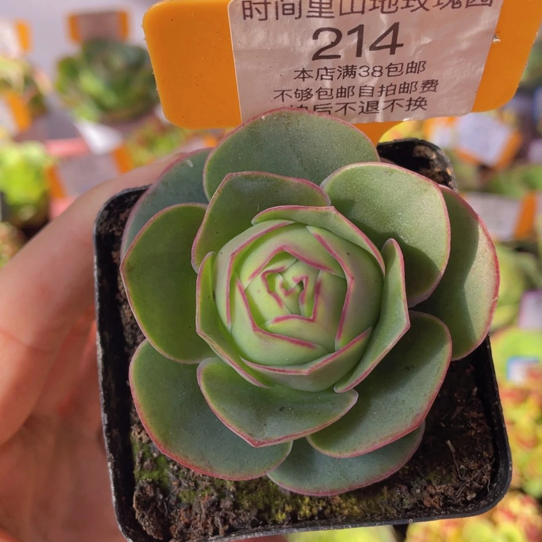 新品214一物一拍