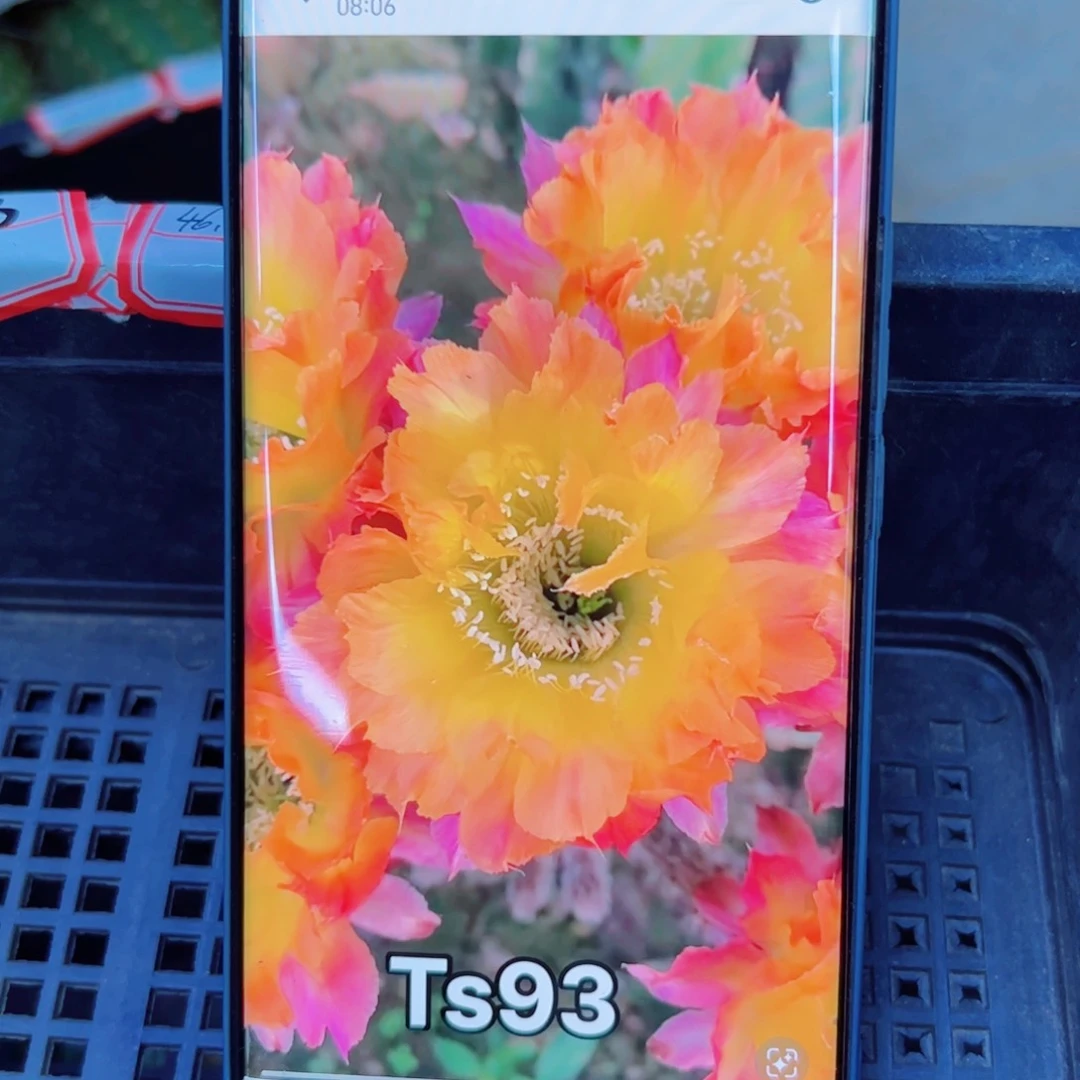 下76彩草ts93 歪无根侧芽4公分左右20包邮