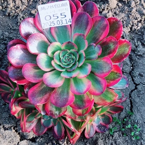 3.14-55琳琅多肉植物