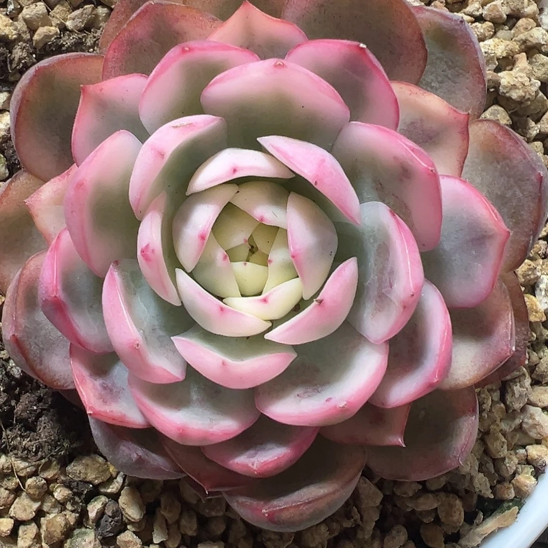 韩水晶锦多肉植物