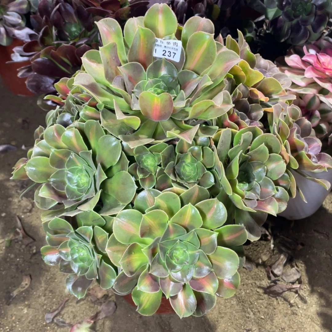 237粉女巫中班多肉法师断枝不包