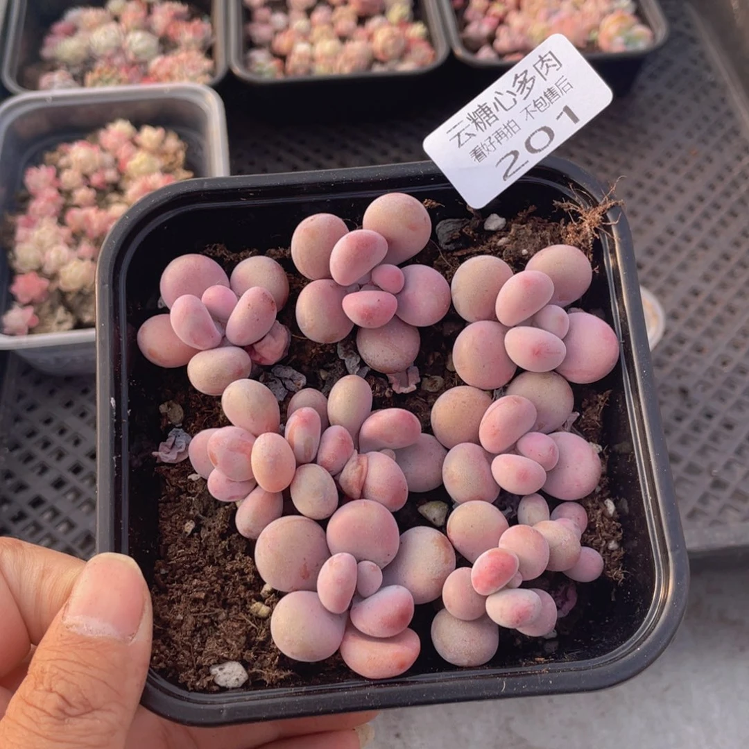 云糖心多肉植物201
