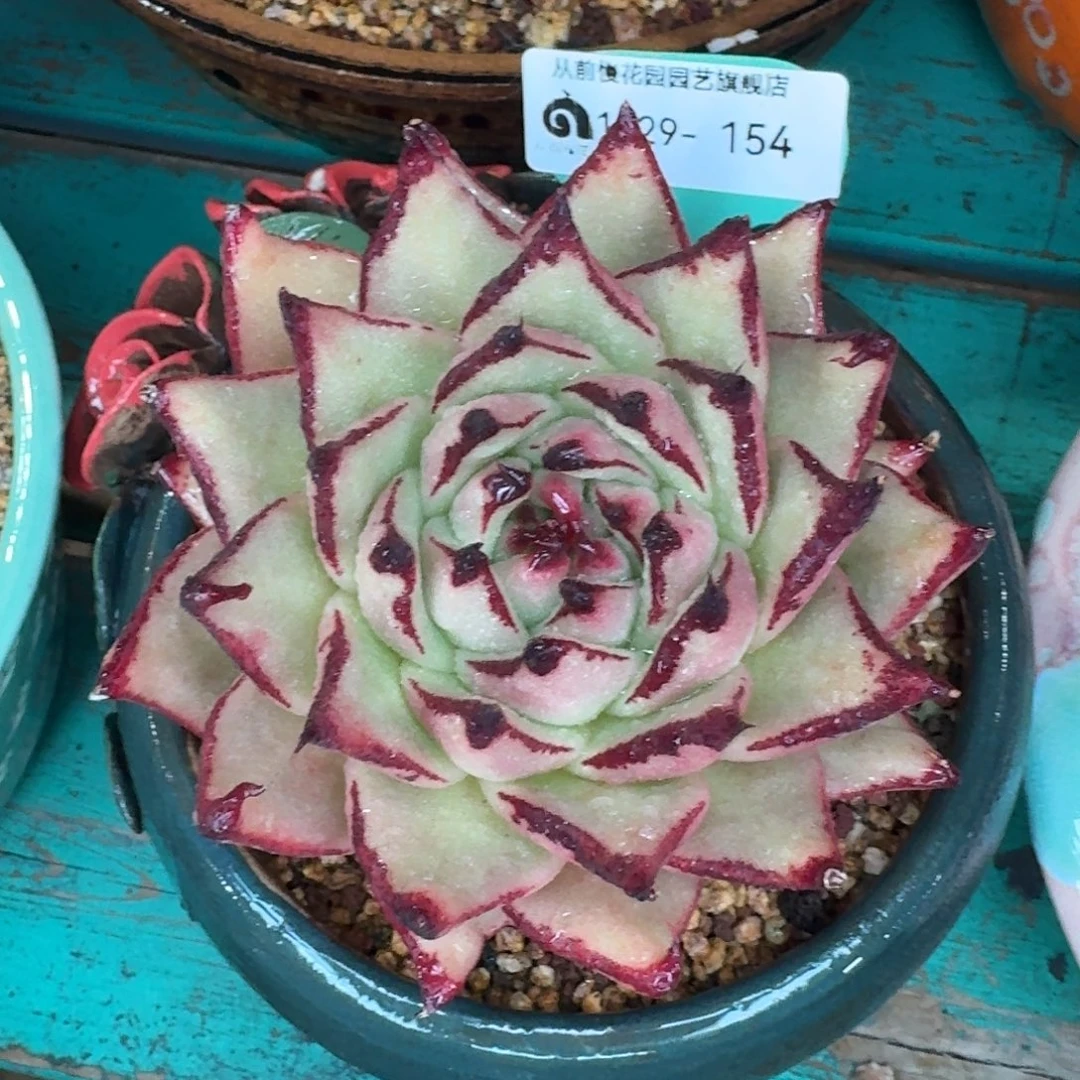 从前慢多肉精选编号1229.154