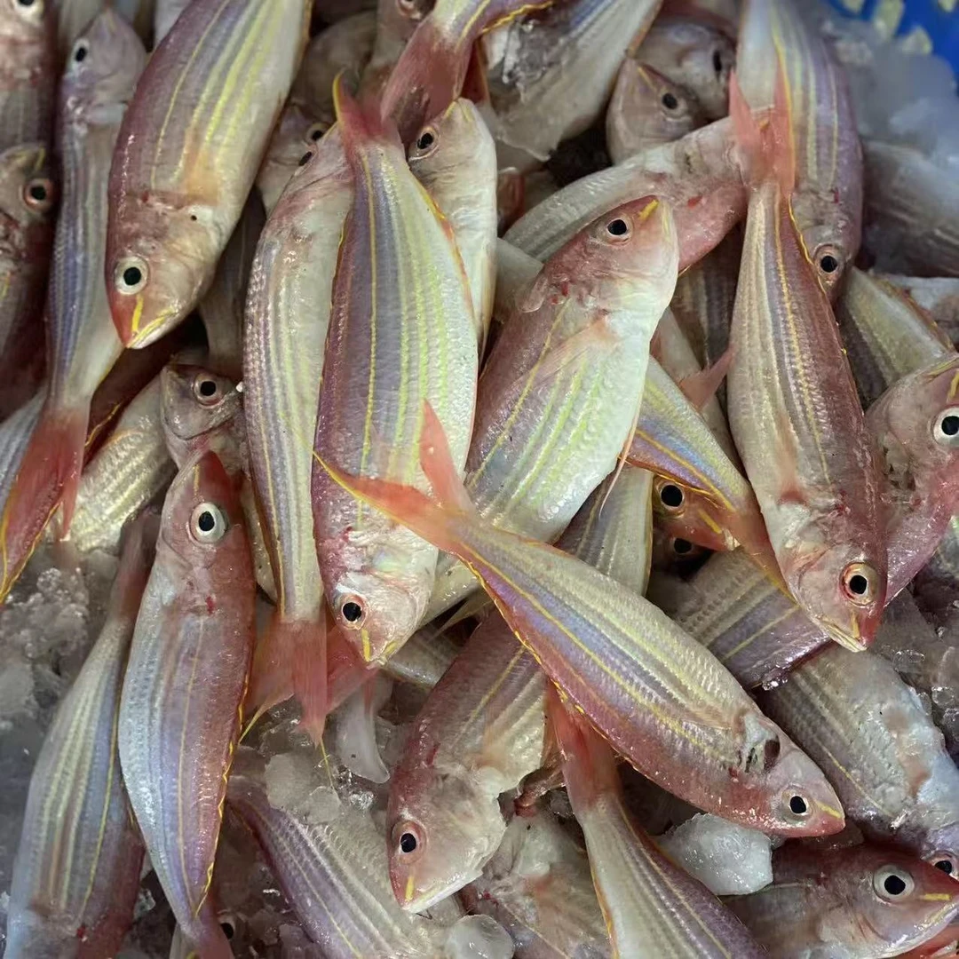 广东新鲜海捕金丝鱼【1斤4-6条，到手4斤】