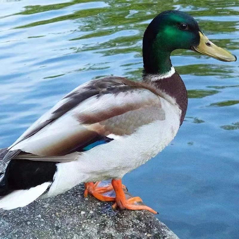 江西农村湖泊散养400多天青头鸭野公鸭现杀生鲜顺丰冷链包邮到家