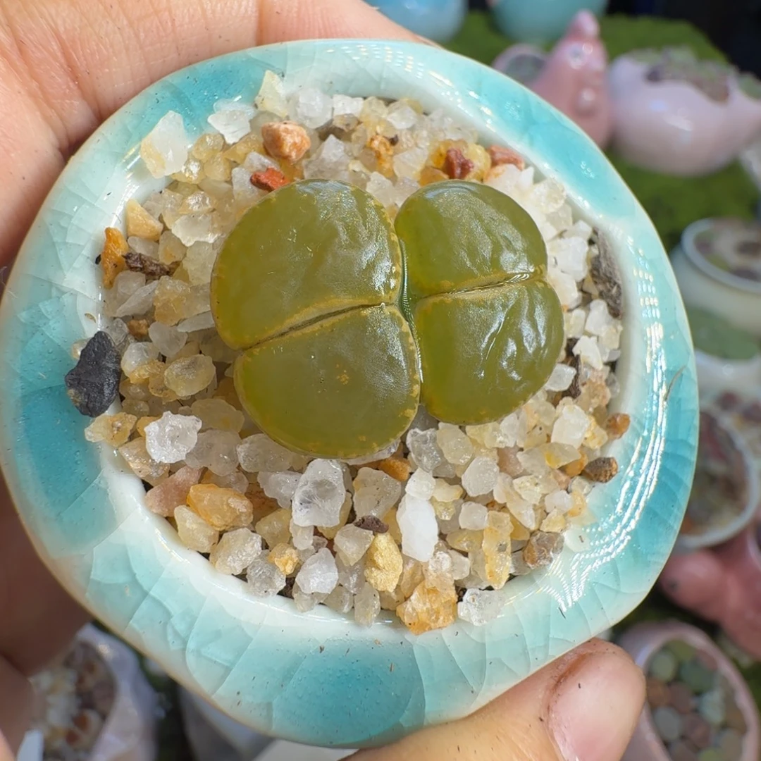 多肉开播福利冲172