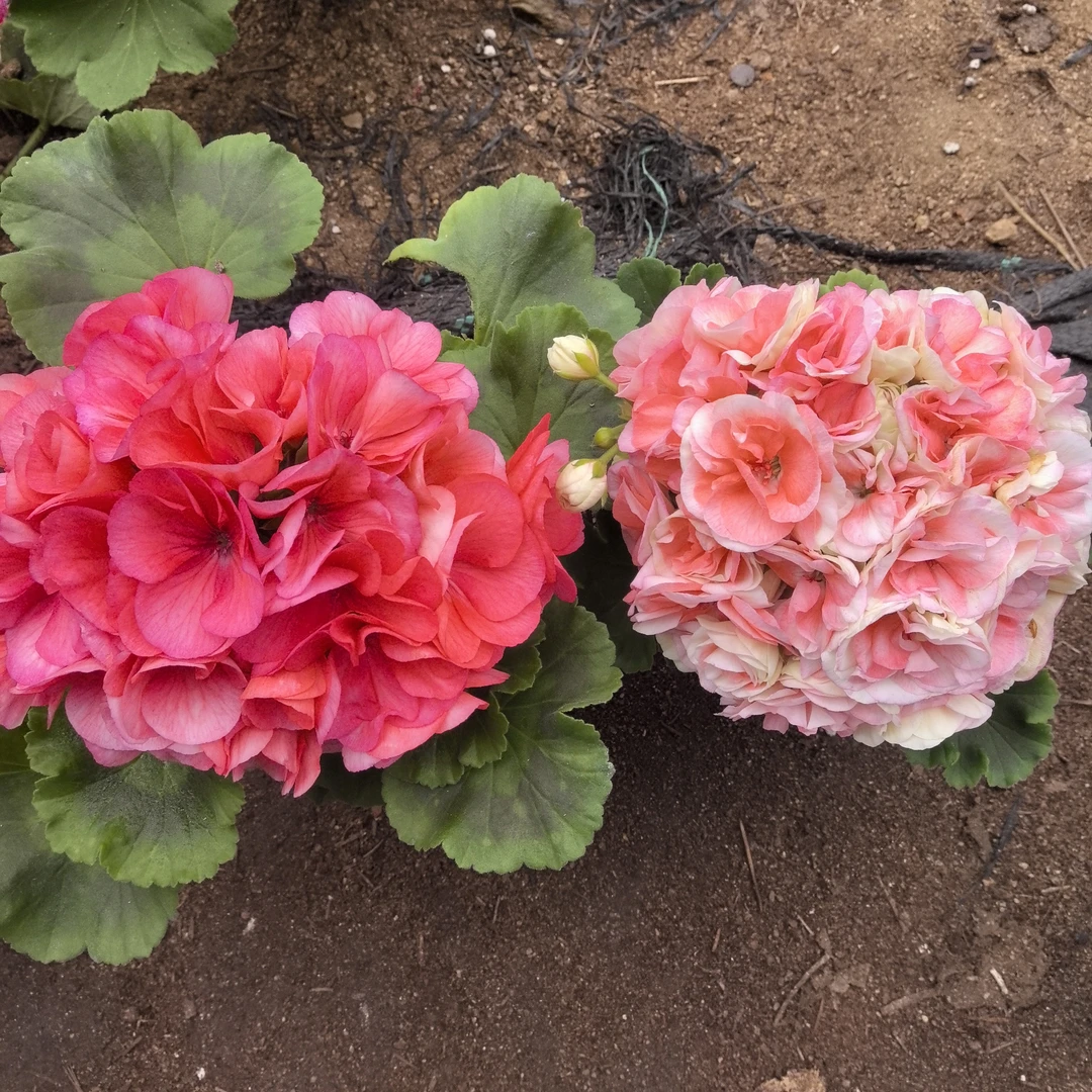 【大山宫(直立)+瑞典玫瑰小姐(勤花小苗)】2颗天竺葵组合(包对版)