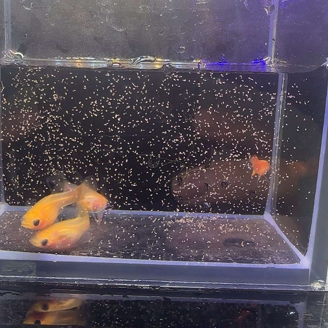 孔雀鱼糖果彩虹1公，2C母，一普通体母