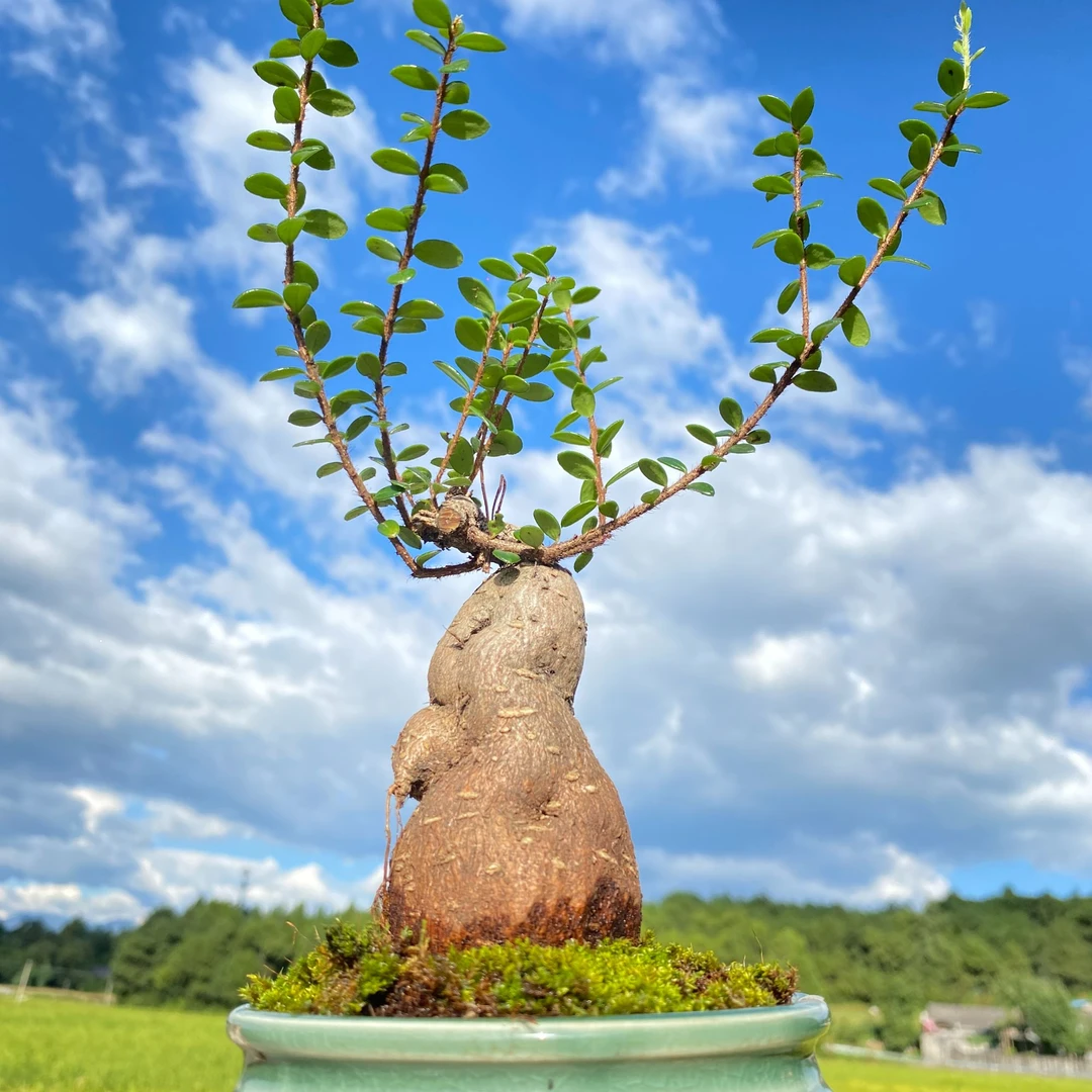 云南五翅莓开花结果