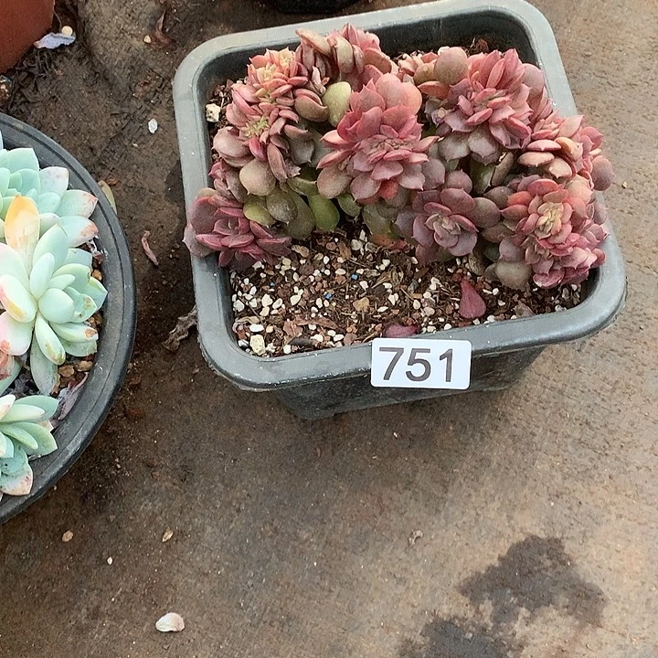 751 一物一拍多肉