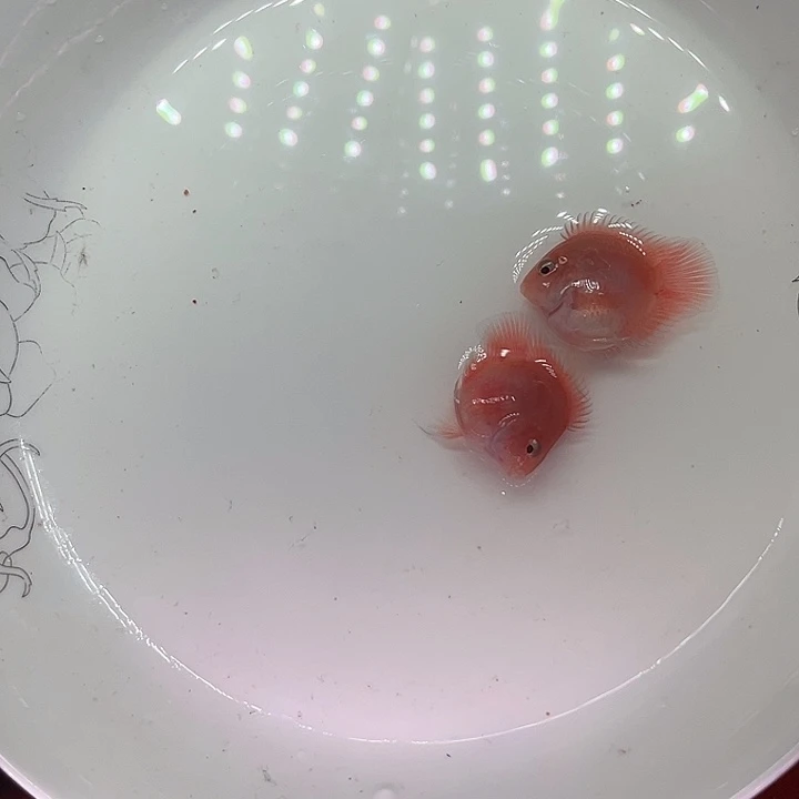 鹦鹉鱼迷你鹦鹉鱼