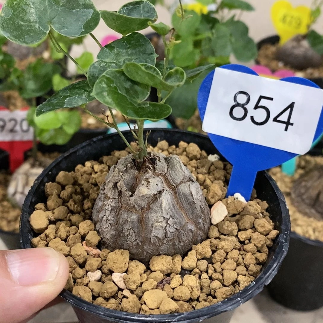 南非龟甲龙龟甲龙