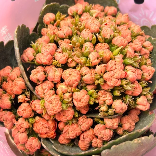 新品卫子夫超大花110盆长寿花