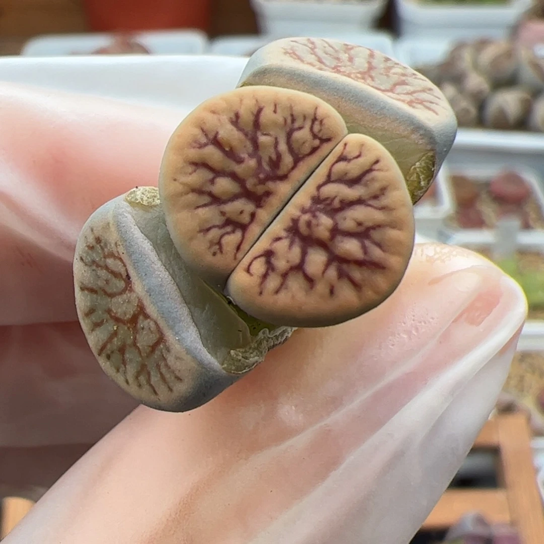 0364号 线招福多肉植物