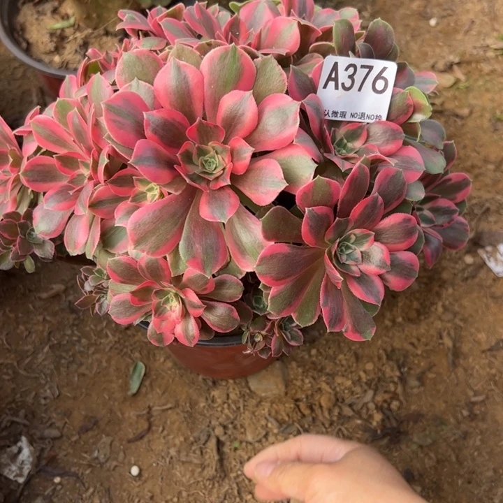 女妖多肉植物376.砍头