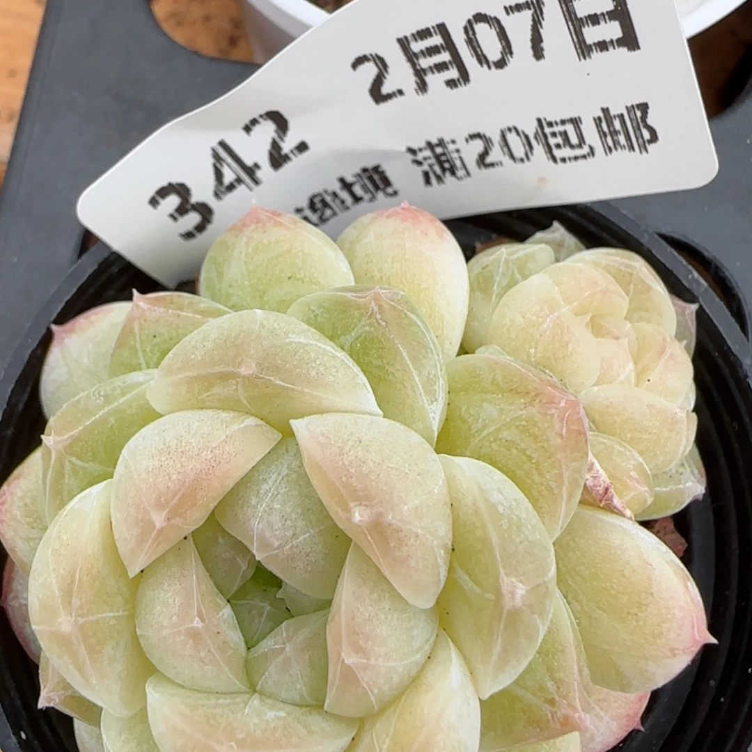 花语逸镜0207-342