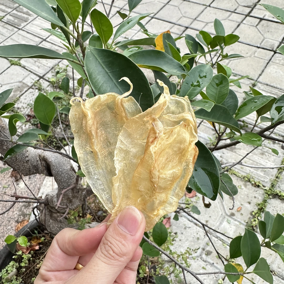 小尖尾公母混 鱼胶花胶海鲜干货月子煲汤食材添加