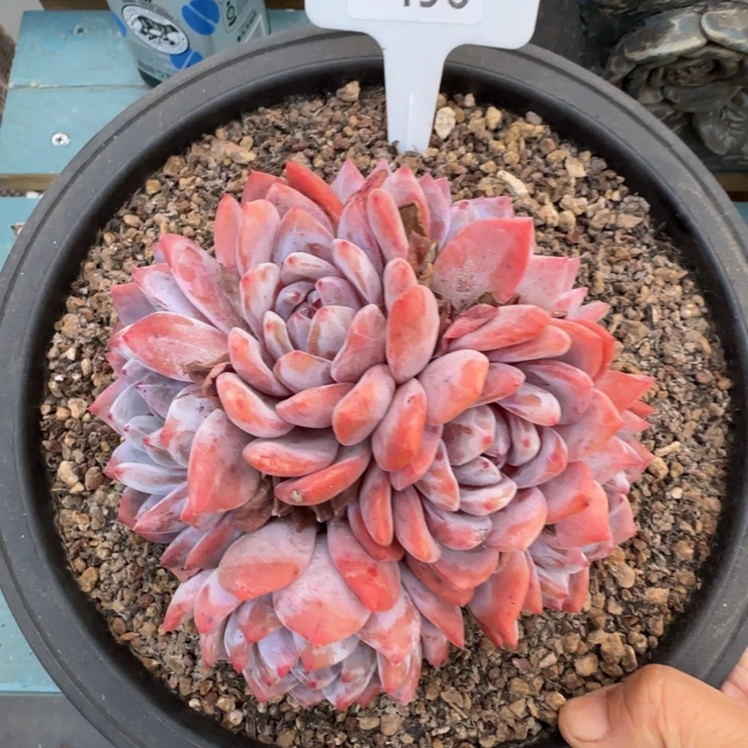 大***主解忧一物一拍496号