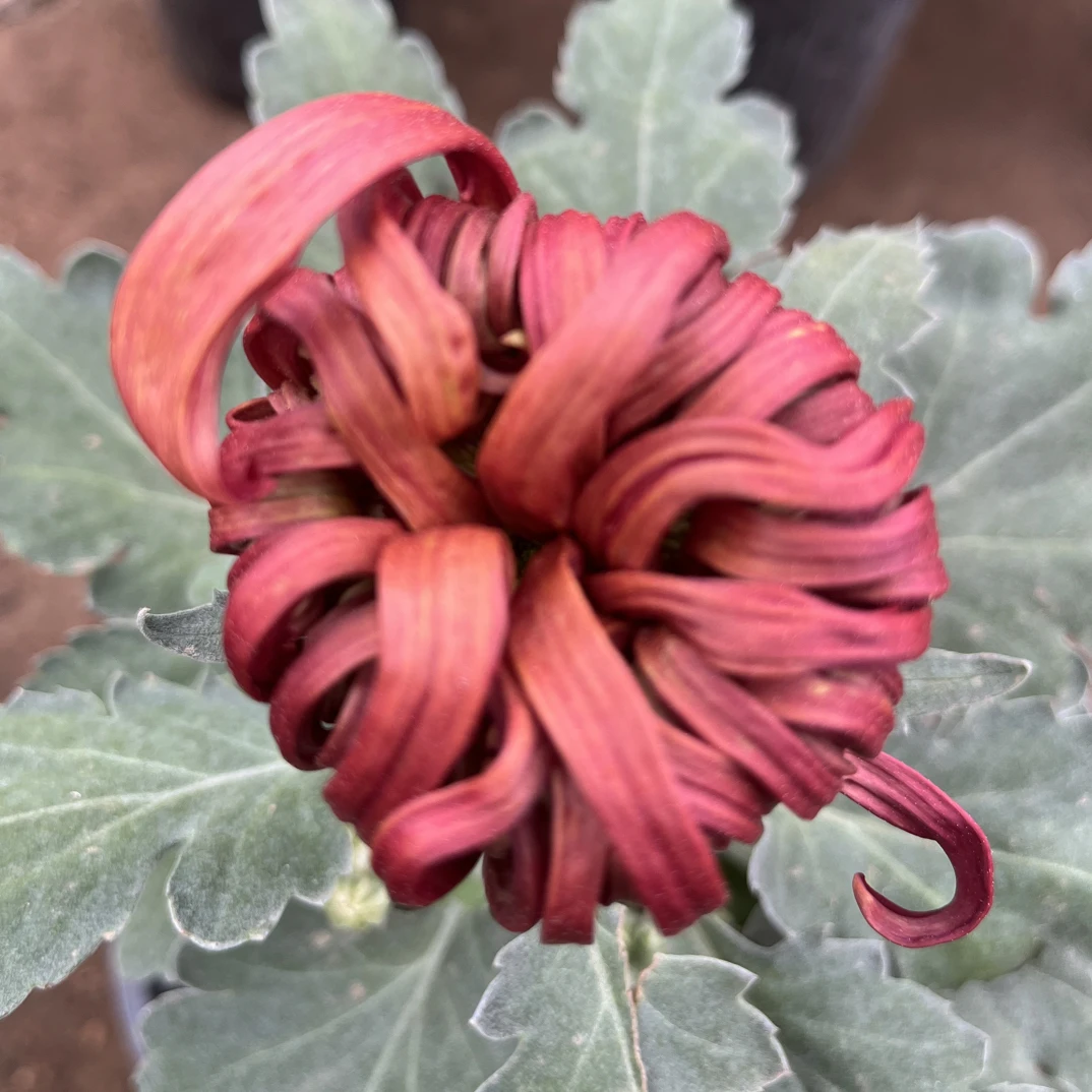 燕山秋韵（精品九月大菊）基地直发