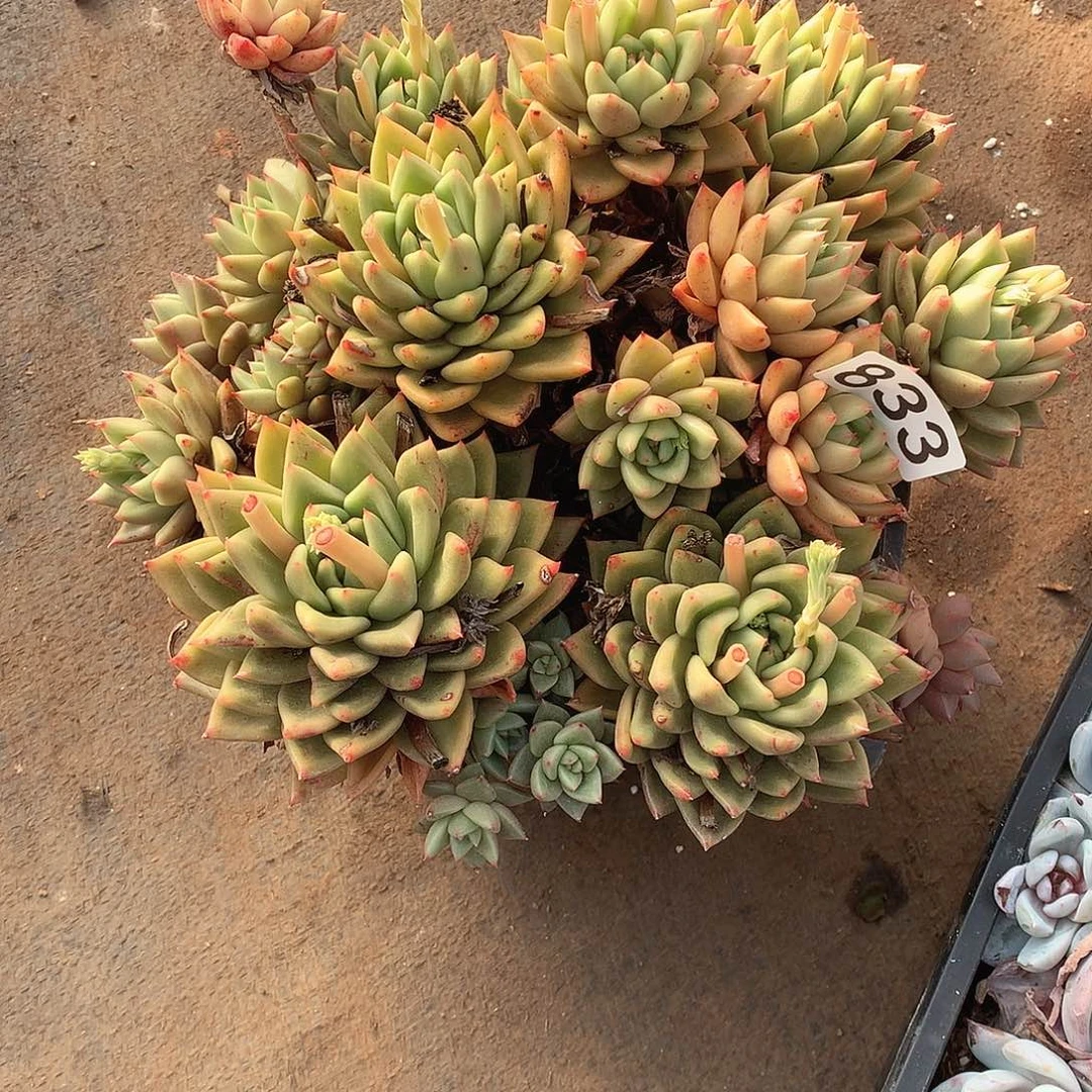 833 一物一拍多肉