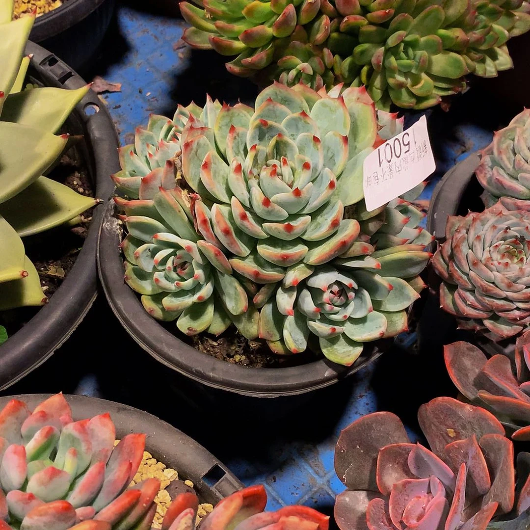 晨***.    吉娃娃多肉15001