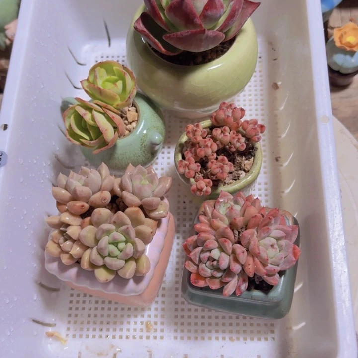 框拍一物一拍编号300