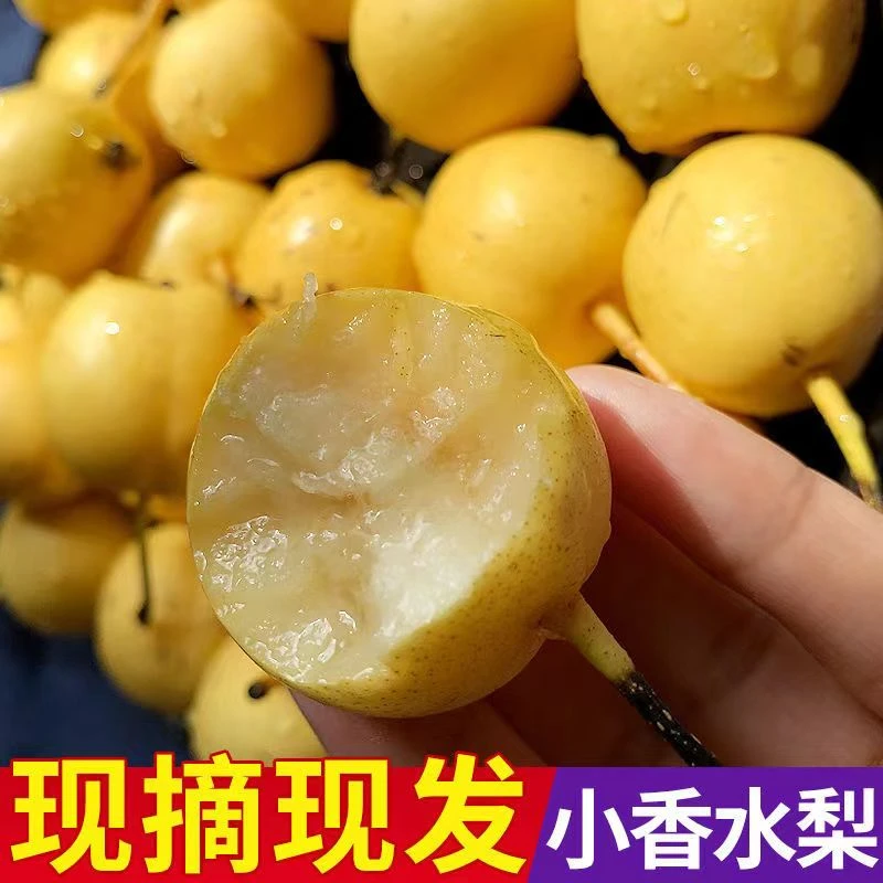 东北香水梨应季当季孕妇新鲜现摘水果软糯东北特产水果非南果梨