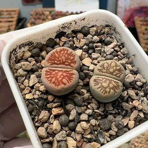 2749菊红窗菊花纹带盆