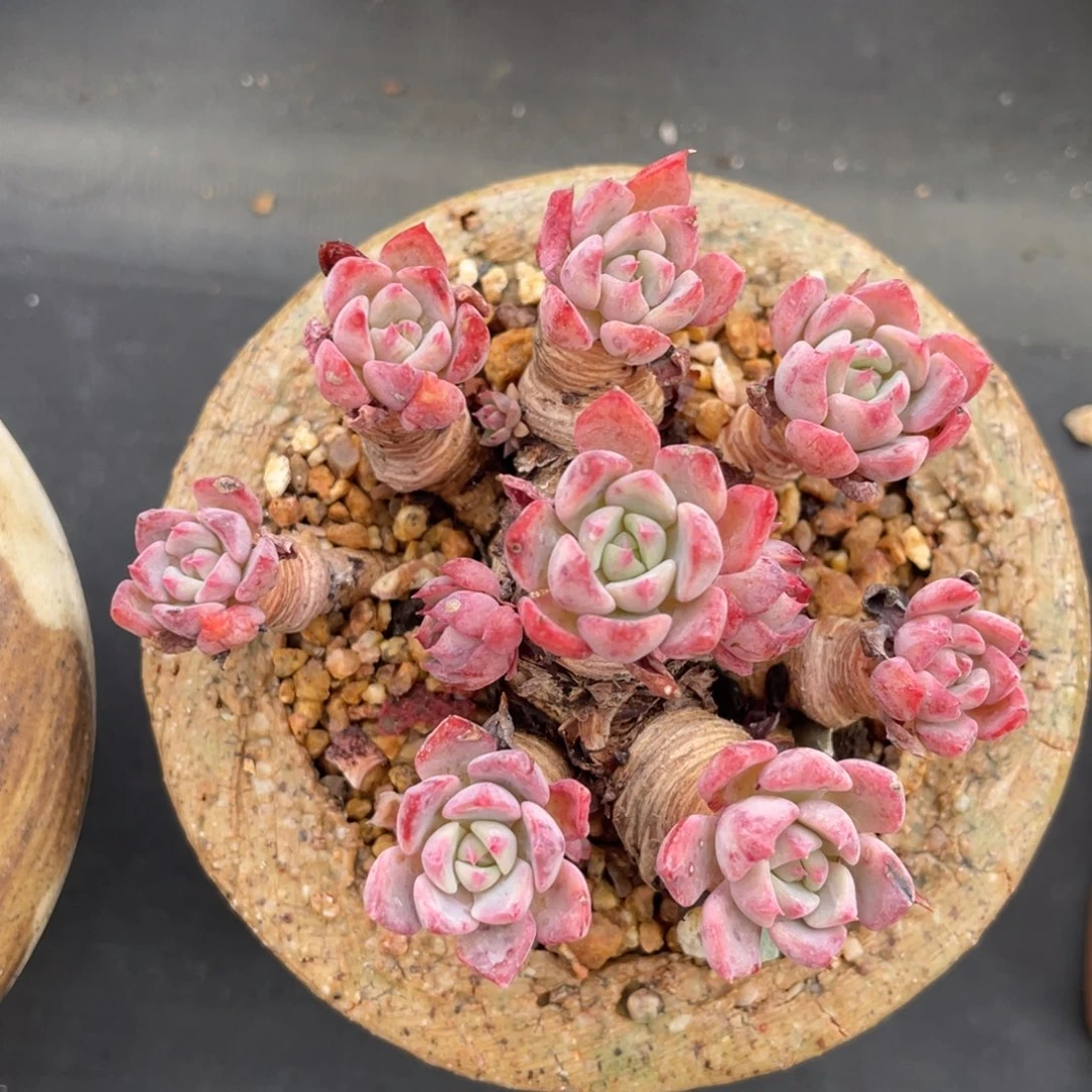 娜娜整装无砍老桩