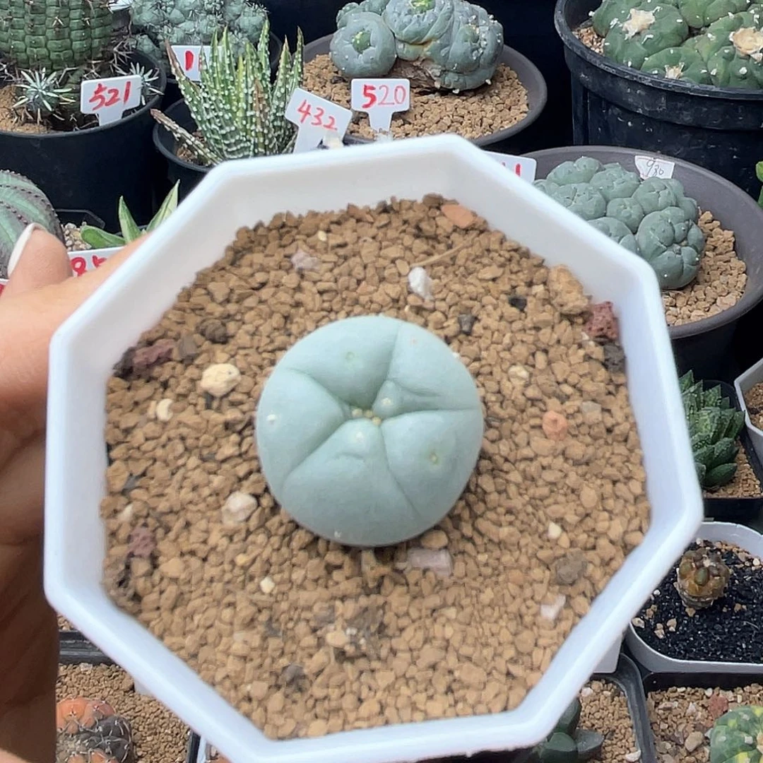 实生奶白肌海鲜仙人球