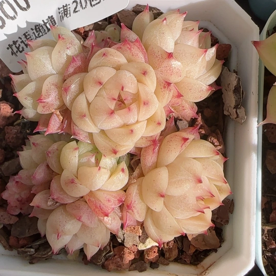 花语逸镜0130-600散