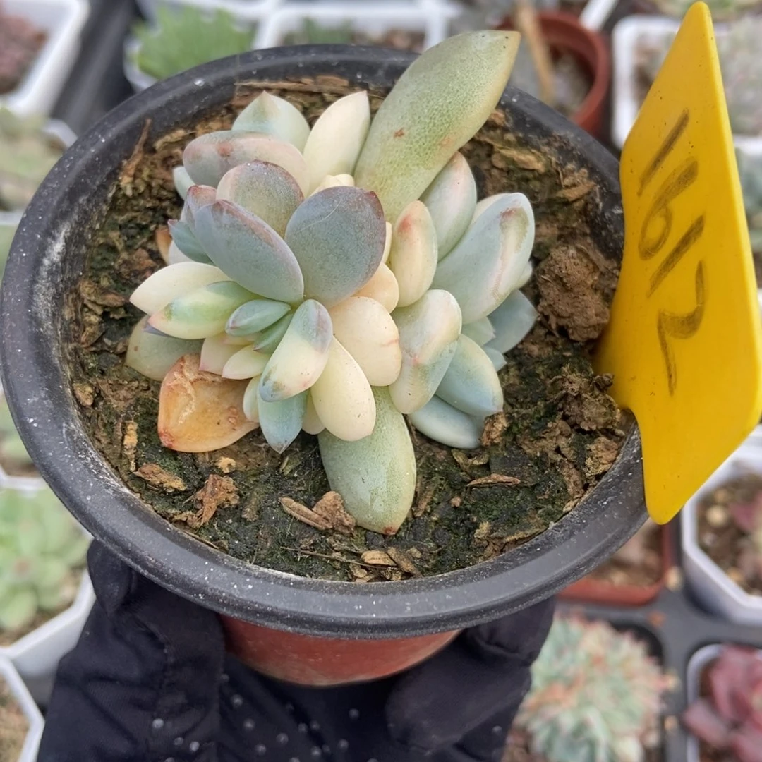 1612梦露锦多肉植物保护